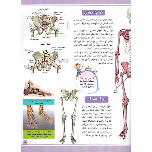 Practical experiment on the skeleton