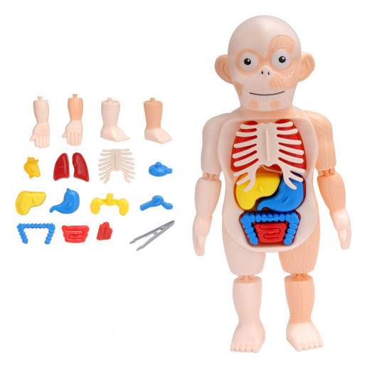 Human Body Model 3D Puzzle For Kids Educational Learning
